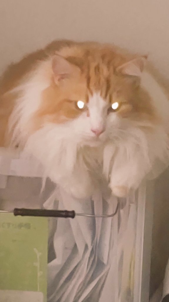 目が光ってるぬこシリーズ 