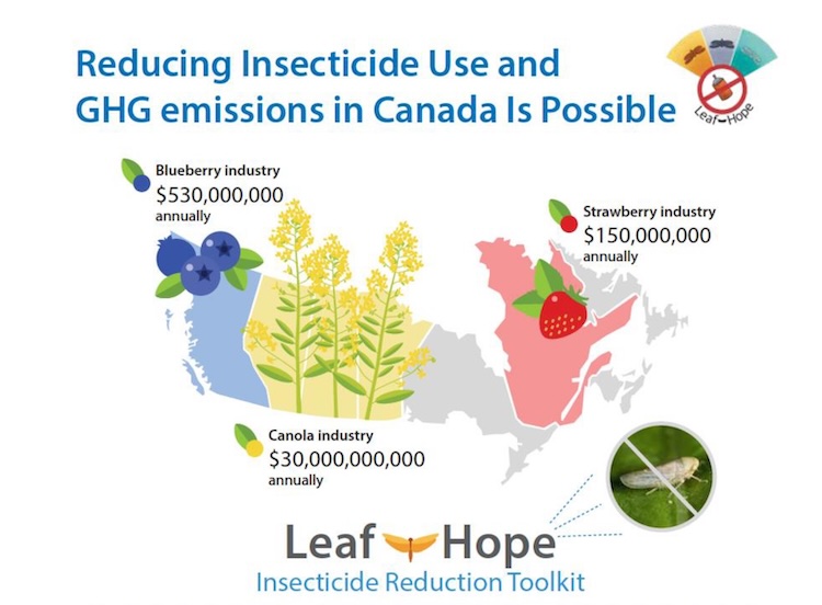The Grower (@growernews) on Twitter photo Thanks to NSERC funding, LeafHope is a 4-year project that promises to reduce insecticide use and greenhouse gases in the Canadian blueberry, canola and strawberry sectors. #cropprotection <a href="/ontarioberries/">Berry Growers of Ontario</a>
thegrower.org/news/leafhope-… Thanks to NSERC funding, LeafHope is a 4-year project that promises to reduce insecticide use and greenhouse gases in the Canadian blueberry, canola and strawberry sectors. #cropprotection <a href="/ontarioberries/">Berry Growers of Ontario</a>
thegrower.org/news/leafhope-…