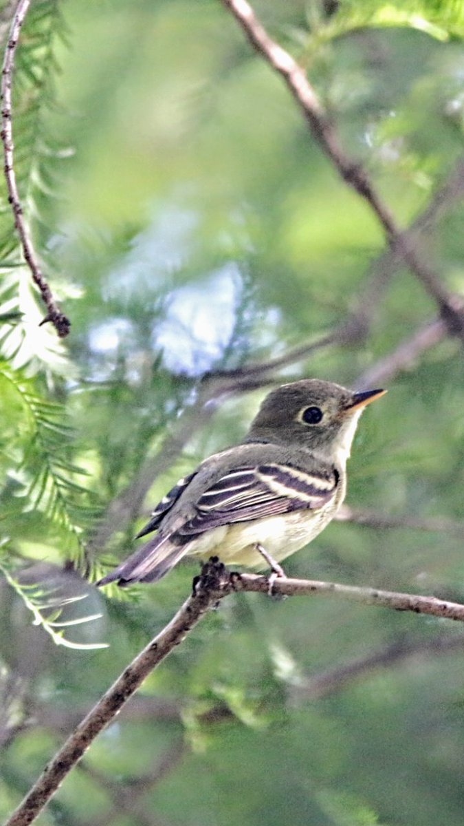 Yellow bellied fly catcher earlier today central park butterfly garden #birdcp #birdccp