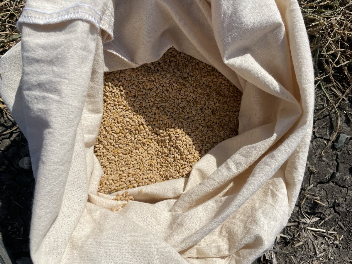 Off comes the #fenugreek ! It’s too bad there isn’t a bigger market for this crop as it’s been one of my favourite legumes to grow here over the past few years. Working to better understand N requirements in this project. #saskag #westcdnag #harvest24