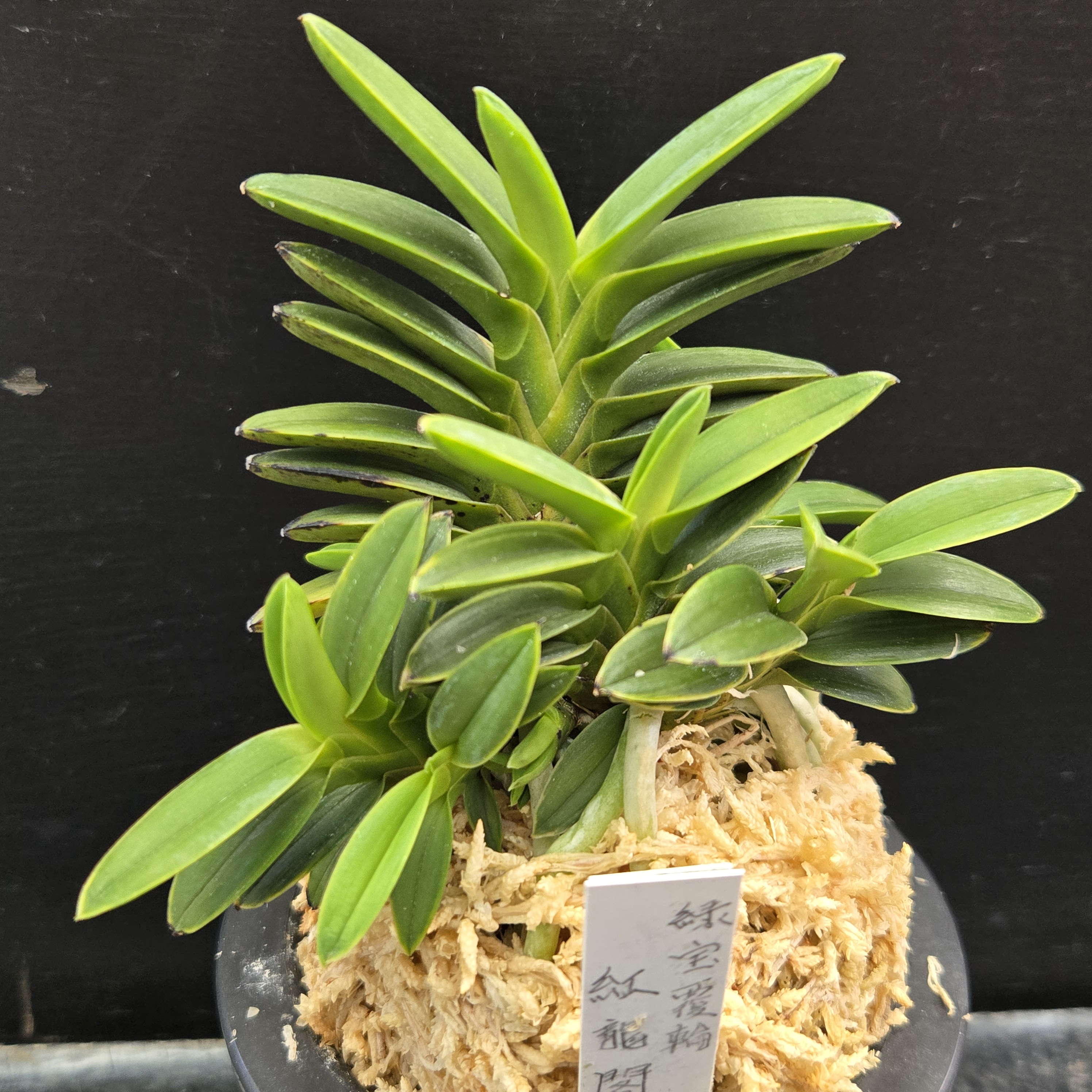 富貴蘭　龍宮城(子) 富貴蘭 龍宮城(子) 富貴蘭Archives - New World Orchids