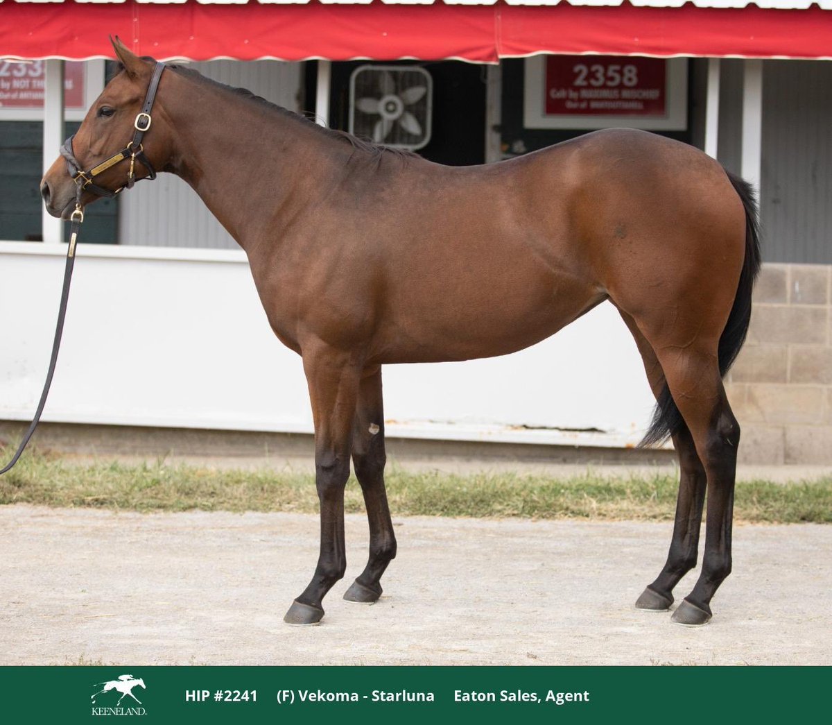 hal mintz (@yuckmouth58) on Twitter photo Day 6 and 7 final yearlings purchased by <a href="/SMThoroughbreds/">Seth Morris Thoroughbreds</a> at Keeneland 2024 and heading to <a href="/GradeOneInvest/">Grade One Investments</a>. Looking forward to a visit with the group of 8 we purchased this summer.
catalog.keeneland.com/catalog/hip/16…
catalog.keeneland.com/catalog/hip/22… Day 6 and 7 final yearlings purchased by <a href="/SMThoroughbreds/">Seth Morris Thoroughbreds</a> at Keeneland 2024 and heading to <a href="/GradeOneInvest/">Grade One Investments</a>. Looking forward to a visit with the group of 8 we purchased this summer.
catalog.keeneland.com/catalog/hip/16…
catalog.keeneland.com/catalog/hip/22…