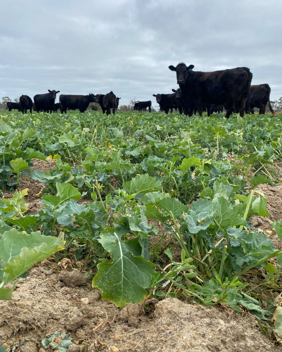 Cows and Calves grazing winter canola in Bordertown, SA 🐄.