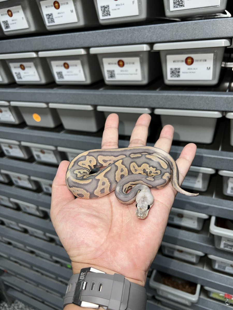 06shockwave's tweet photo. ビリーのファシリティに行ってきました!
#MC
#MutationCreation
#ボールパイソン https://t.co/6SeaP2fupQ