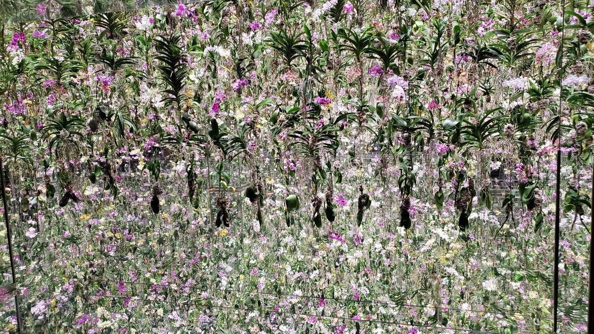 Davecko's tweet image. Went to a shiba inu cafe (they're so cuddly and defiant!), TeamLabs, Tokyo Art Museum, and finishing it all off with trying shabu shabu for the first time! &amp;lt;3