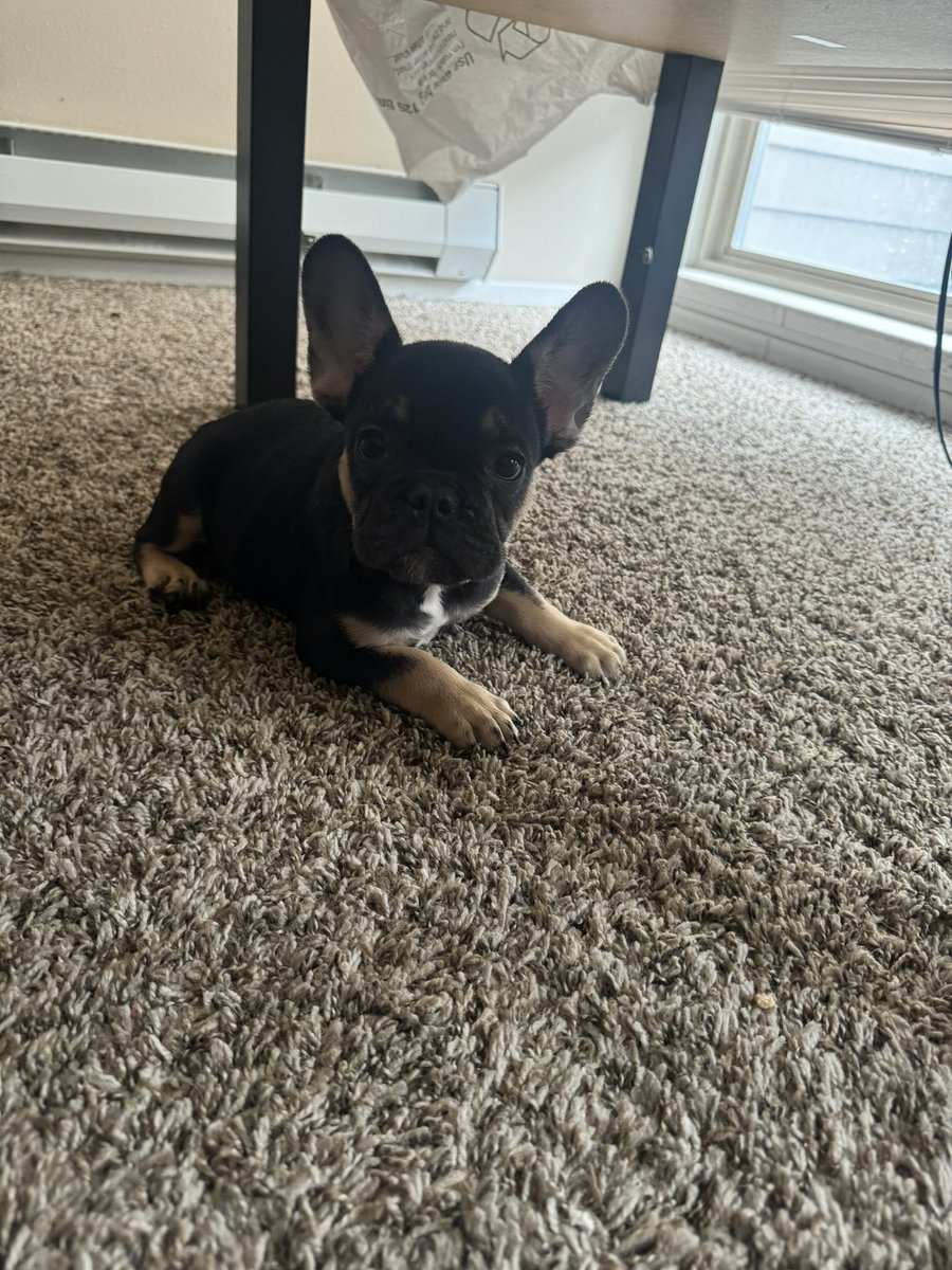 2oopaidtk's tweet photo. 2 frenchies left , great deals. Hit me asap need new homes asap. https://t.co/v9wdCjeYHw
