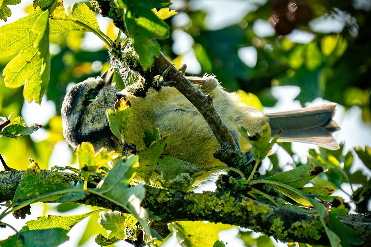 HACPIX's tweet photo. Blue Tit Robber! Early morning raid on spider larder #Stanpit #Dorset @BeardyHowse @DorsetBirdClub @SightingDOR @Natures_Voice @BTO_Dorset @CHOG_birds @birdingplaces @ChrisGPackham https://t.co/F9nDD2ENcD