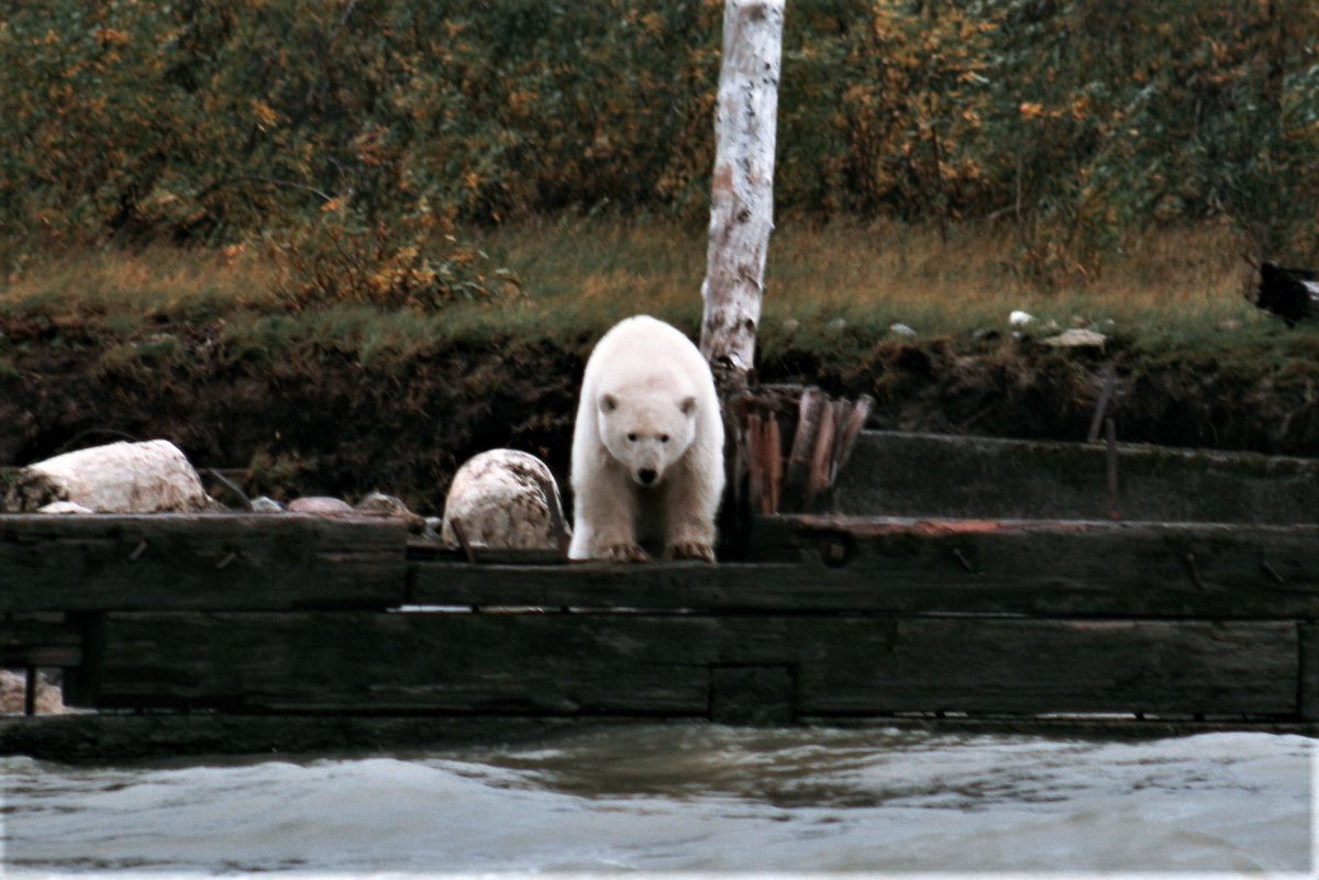chase_the_high0's tweet photo. One September several years ago, I leaned far out the window of a boat, lurching around the rough waves of the chilly Hudson Bay, trying to get a better view of this bear, as it stared me down, hoping I’d fall in https://t.co/2RIBXD2T54
