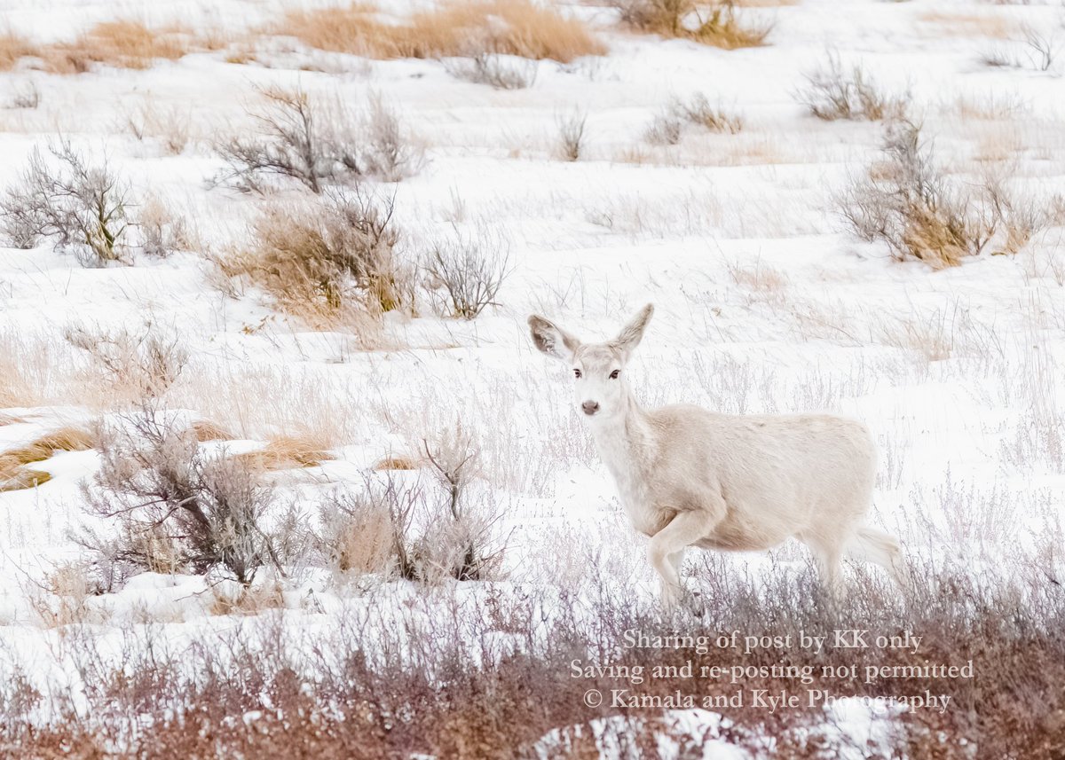 KamalaKyle's tweet photo. Another capture to remember Blondie by.... May she rest in peace... We really need to start doing better by our wild friends!
#Blondie #RIPBlondie #drumheller #drumhelleralberta #royaltyrrellmuseum #albino #leucistic #leucism #albertawildlife #backroadsalberta #albertabackroads https://t.co/JtOnnMIRZy