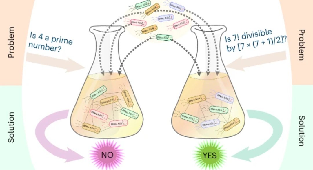 Pablo J. Sáez / now posts in a better place (BSky) (@pj_saez) on Twitter photo This is wild !!
Bactoneurons = a brain made of bacterias capable of solving problems
I love #science
Full nature.com/articles/s4158…
#computation #scicomm #neuronalnetworks <a href="/JBoixCampos/">Javier Boix</a> This is wild !!
Bactoneurons = a brain made of bacterias capable of solving problems
I love #science
Full nature.com/articles/s4158…
#computation #scicomm #neuronalnetworks <a href="/JBoixCampos/">Javier Boix</a>