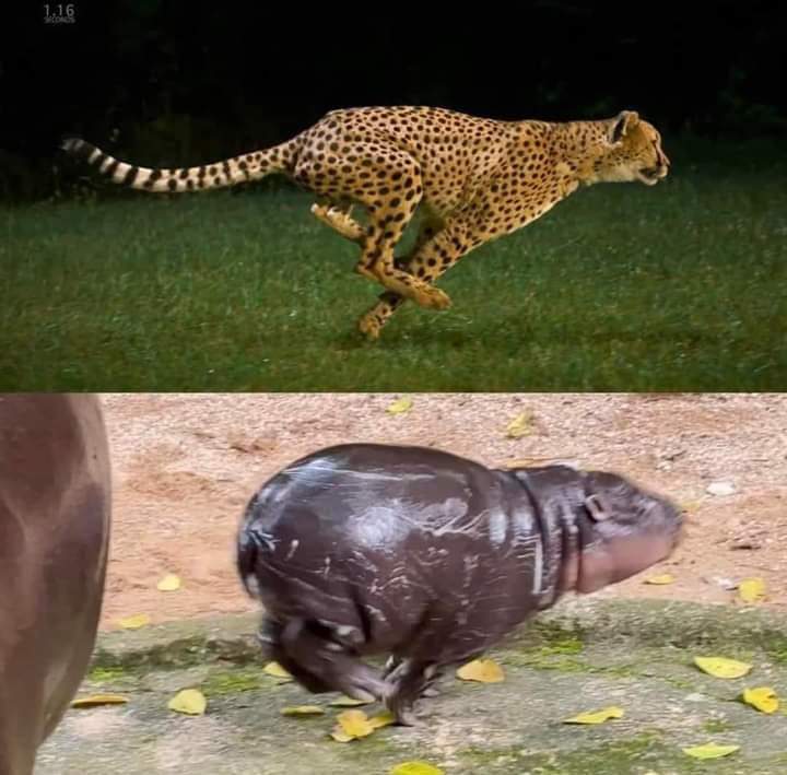 KhaokheowZoo's tweet image. เตรียมตัวออกเดินทางได้