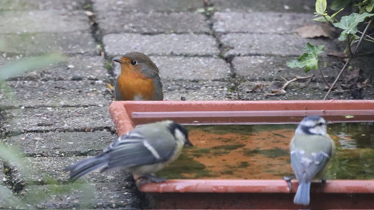IsaVerbist's tweet photo. Focus on the garden robin ❤️
#Robin #greattit #bluetit #BirdsSeenIn2024 #robinsoftwitter #birdphotography #ThePhotoHour #NaturePhotography #birdtonic #TwitterNatureCommunity #BirdsOfTwitter #birdwatching #naturelovers #birdlovers #channel169 #BirdTwitter #birding #ddor #BirdsOfX https://t.co/mKqL2YcUrZ