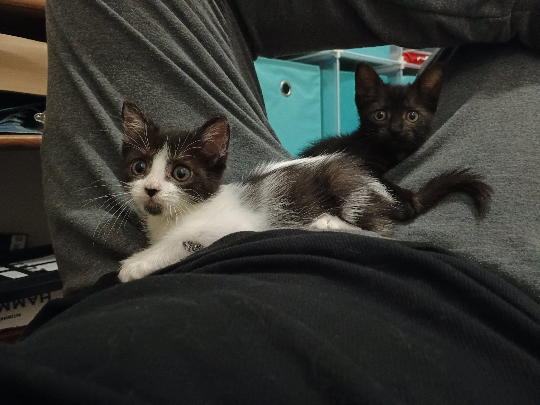 Kitten jungle gym hot sale