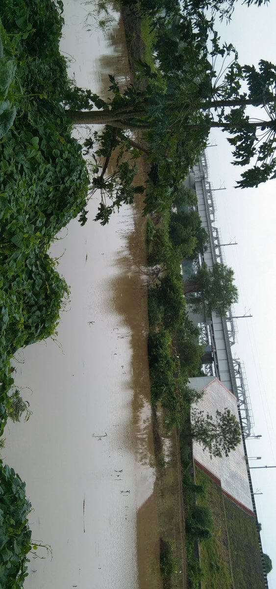 LataKum95559500's tweet photo. तीन दिनों से लगातार हो रही बारिश के कारण, स्वर्णरेखा नदी के जलस्तर बढ़ने से  पूर्वी  सिंहभूम के  घाटसीला ब्लॉक अंतर्गत गोपालपुर बगान में किसानों के खेतों में पानी घुस गया है । https://t.co/g66vSYjpji