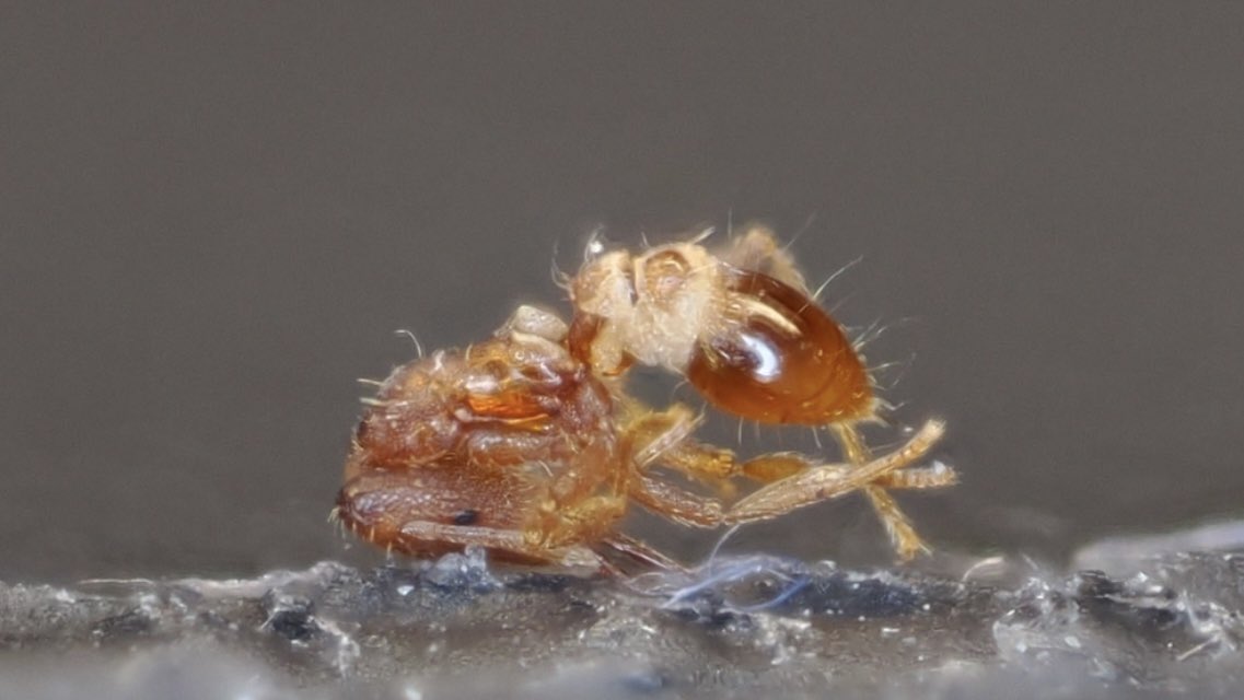 蟻のエンサイクロペディア【アリ飼育】 tweet media