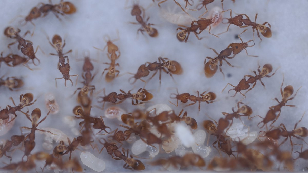 蟻のエンサイクロペディア【アリ飼育】 tweet media