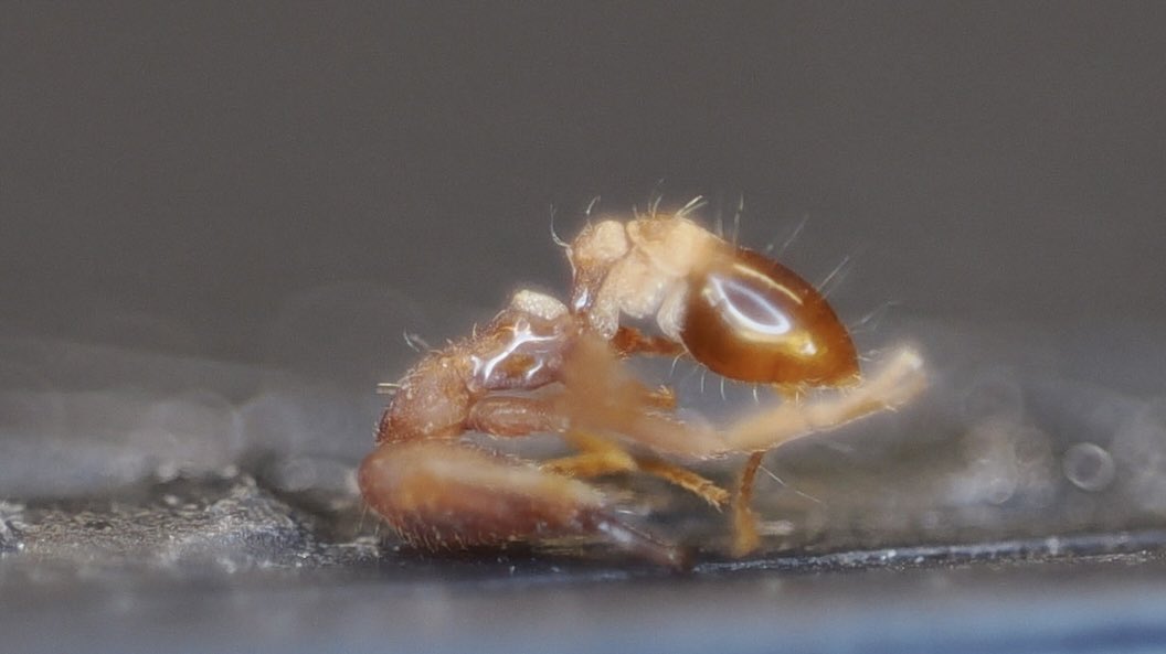 蟻のエンサイクロペディア【アリ飼育】 tweet media