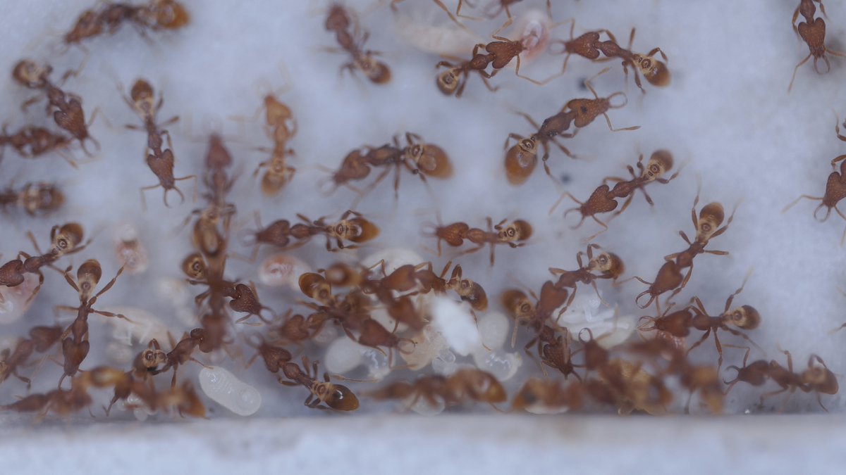 蟻のエンサイクロペディア【アリ飼育】 tweet media