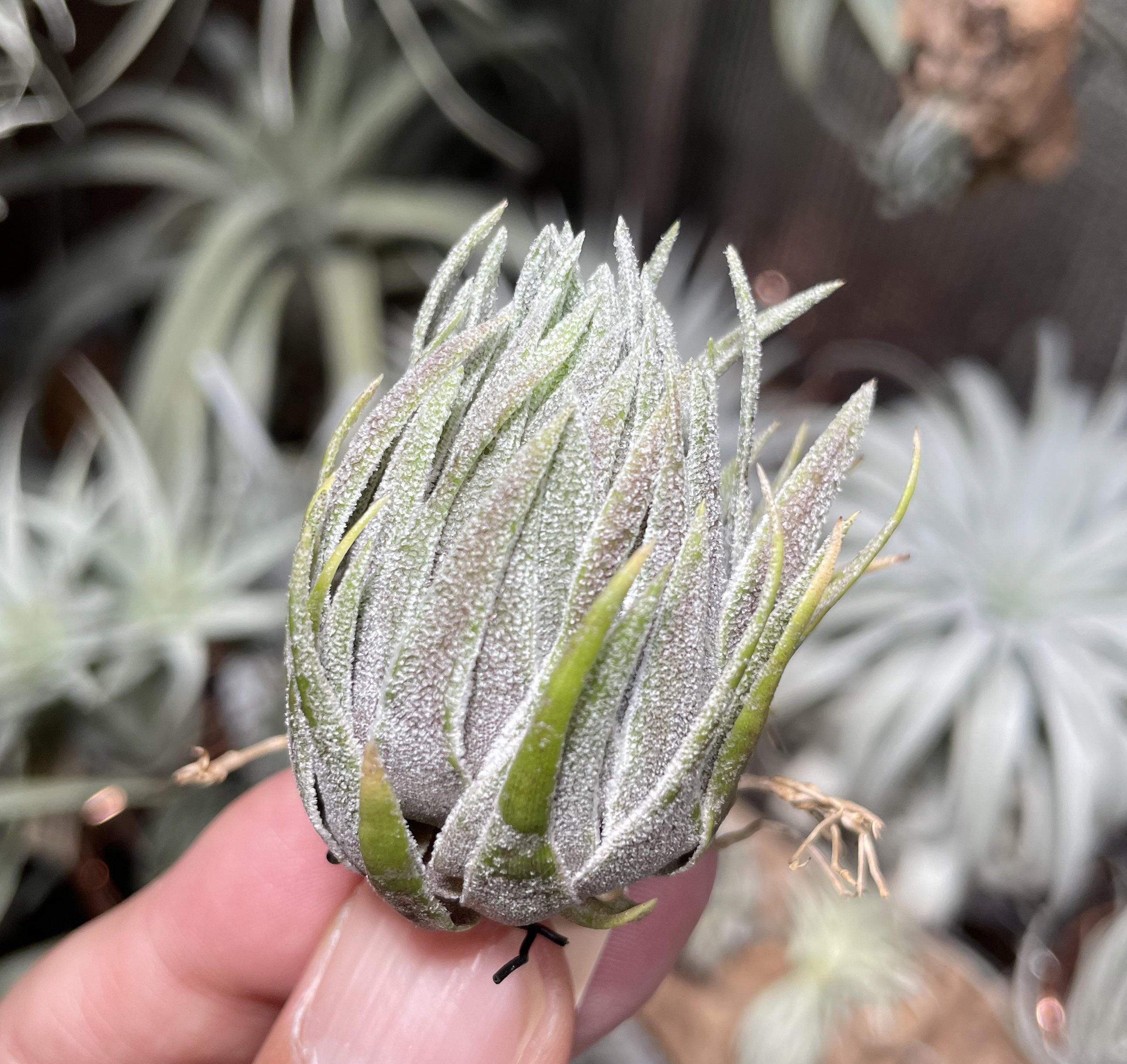 Tillandsia sprengeliana まずかっ 臨海型ラージクローン