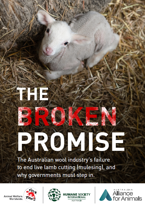 humaneworldaus's tweet photo. ‘The Broken Promise’ report highlights failures of Aus wool industry leaders. Their 2004 promise to end live lamb cutting (mulesing) by 2010 was broken, and 20 years later it still causes widespread suffering. Governments must step in. Take action https://t.co/oxaU4nQLrG https://t.co/B9jAH8560q