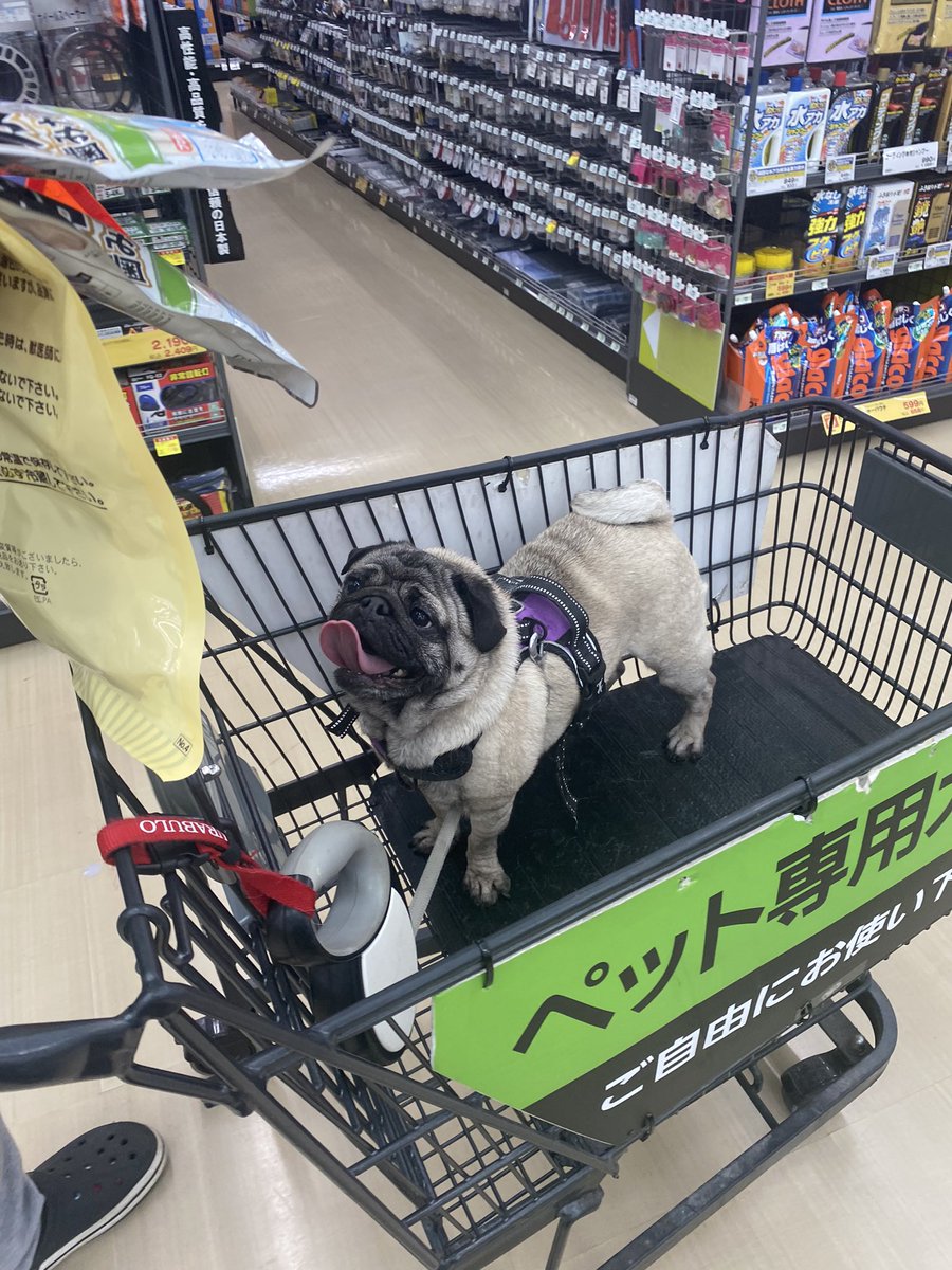 ガブ兄さん病院頑張ったからご褒美たくさん買って帰るんだ🤭
 #パグ