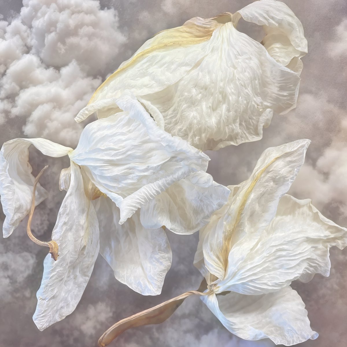 ChillWorldArt1's tweet photo. #orchids fly away fly into the a bed of clouds
#photography #driedflowers #texture #cloudy #squareart #petals #FineArtPhotography #fineart https://t.co/VUwYLcfLWw