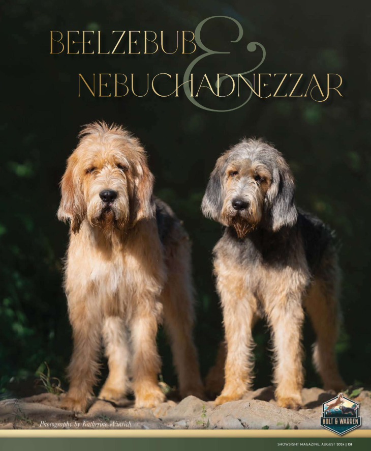 Showsight's tweet image. Hello Beelzebub &amp;amp; Nebuchadnezzar🐾

Bred by: Holt &amp;amp; Warren

showsightmagazine.com/correct-feet-f…

#otterhound #purebred #dogshow #dogshow2024 #bestinshow #bestinshowsight #showsightmag #showsightmagazine