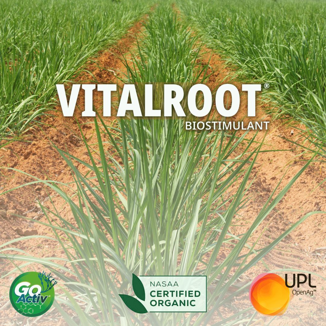UPLAUSLtd's tweet image. 🌱Plant success &amp;amp; early root development in cane plants with #VitalRoot® #biostimulant. The concentrated formulation with #GoActiv® filtrate &amp;amp; essential nutrients like P &amp;amp; K gives your #sugarcane crop a head start.

Learn more 👉 bit.ly/VitalRootUPL

#UPL #OpenAg