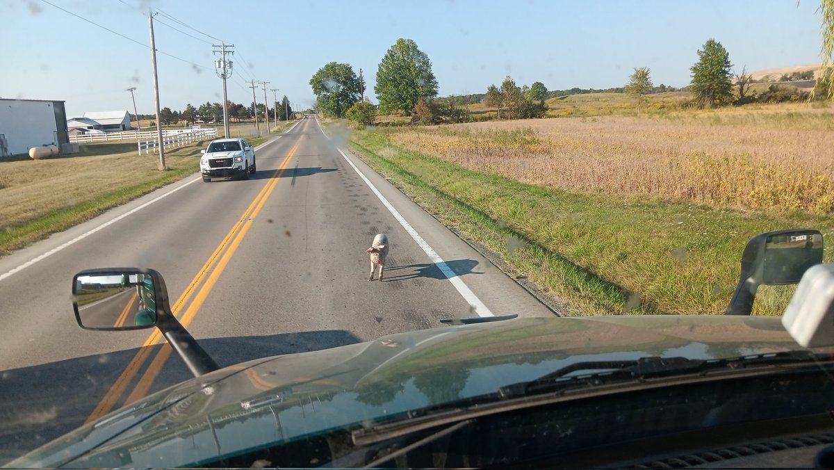 Papa_LJx's tweet image. Someone's stray dog was running around out on route 13 outside of Shiloh Ohio, right there by Free road.
Just walking right down the middle of the road like nothing's happening some stray dog... 
#straydog #truckerlife  #truckerproblems  #mostawesomedude #modernbarbarian #pig