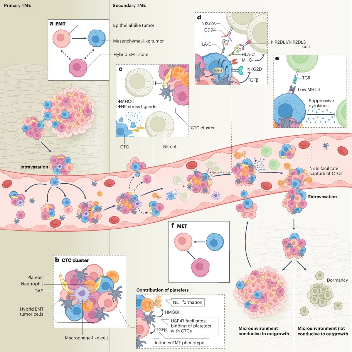 Peter Mac Research (@petermacres) on Twitter photo This important review from the <a href="/parkerlabPMCC/">Belinda Parker</a> has been published in <a href="/NatRevImmunol/">Nature Rev Immunol</a> highlighting multiple mechanisms cancers use to evade immune detection during metastatic spread & considerations to target aggressive cancers <a href="/Nicole160368/">Nicole</a> @thomasbchadwick go.nature.com/4gq0URQ This important review from the <a href="/parkerlabPMCC/">Belinda Parker</a> has been published in <a href="/NatRevImmunol/">Nature Rev Immunol</a> highlighting multiple mechanisms cancers use to evade immune detection during metastatic spread & considerations to target aggressive cancers <a href="/Nicole160368/">Nicole</a> @thomasbchadwick go.nature.com/4gq0URQ