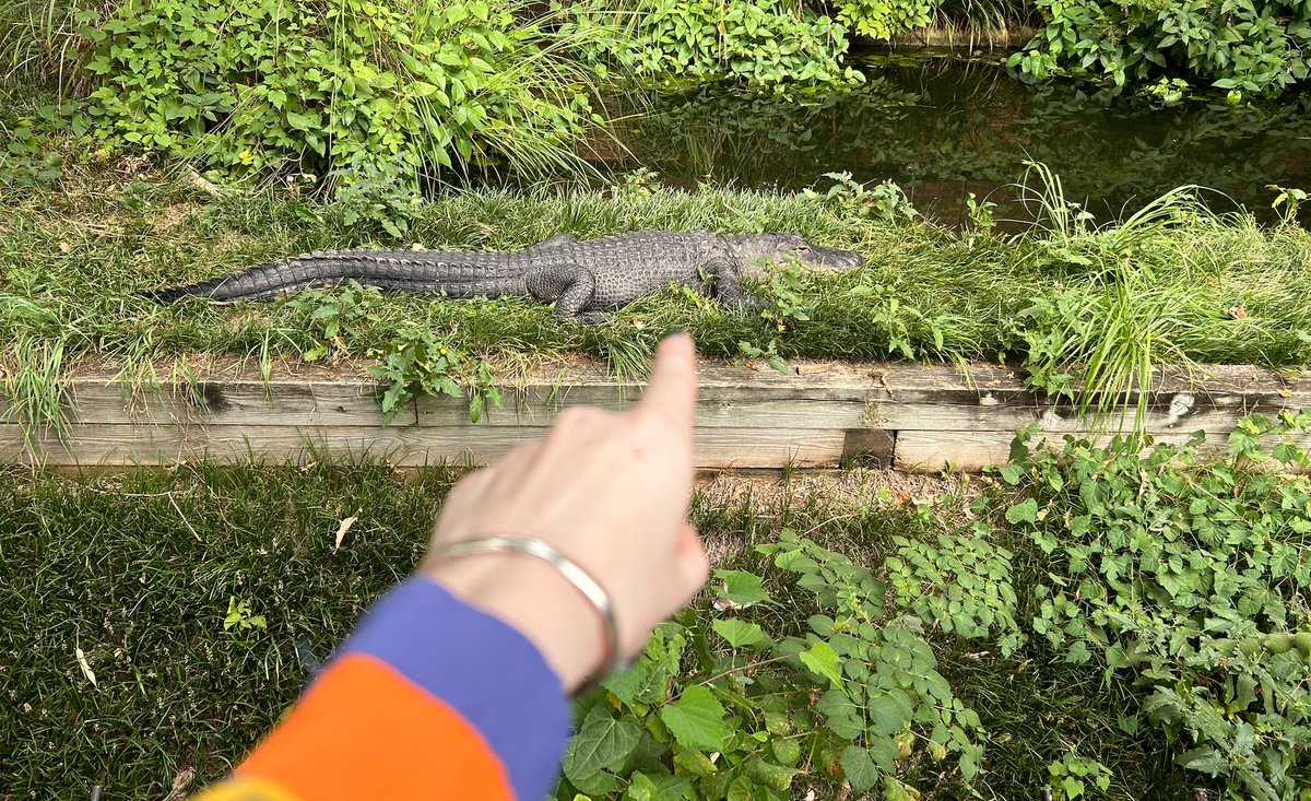 wishjacked's tweet photo. YOU GUYS!!! YOU GUYS!!! MY KICKSTARTER HIT GOAL!!!!! AHHHHH!! I didn't even have the chance to tell you guys it was launched before it funded! i'm so grateful, thank you everyone! heres an alligator I saw at the zoo today as a show of my appreciation for you all https://t.co/J5u1d3QP06