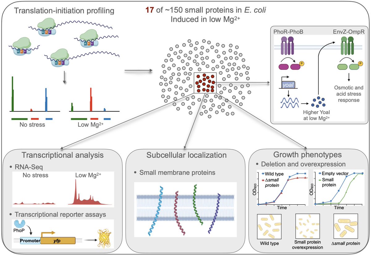 Srujana Samhita Yadavalli (@scarletsam) on Twitter photo 🧵 Exciting new findings on bacterial stress response regulation, driven by small proteins (≤50 amino acids). Big shoutout to the amazing team behind this work led by <a href="/vsangeev/">Sangeevan Vellappan (Sangeev)</a>. Read the full study here: biorxiv.org/content/10.110… 🧵 Exciting new findings on bacterial stress response regulation, driven by small proteins (≤50 amino acids). Big shoutout to the amazing team behind this work led by <a href="/vsangeev/">Sangeevan Vellappan (Sangeev)</a>. Read the full study here: biorxiv.org/content/10.110…