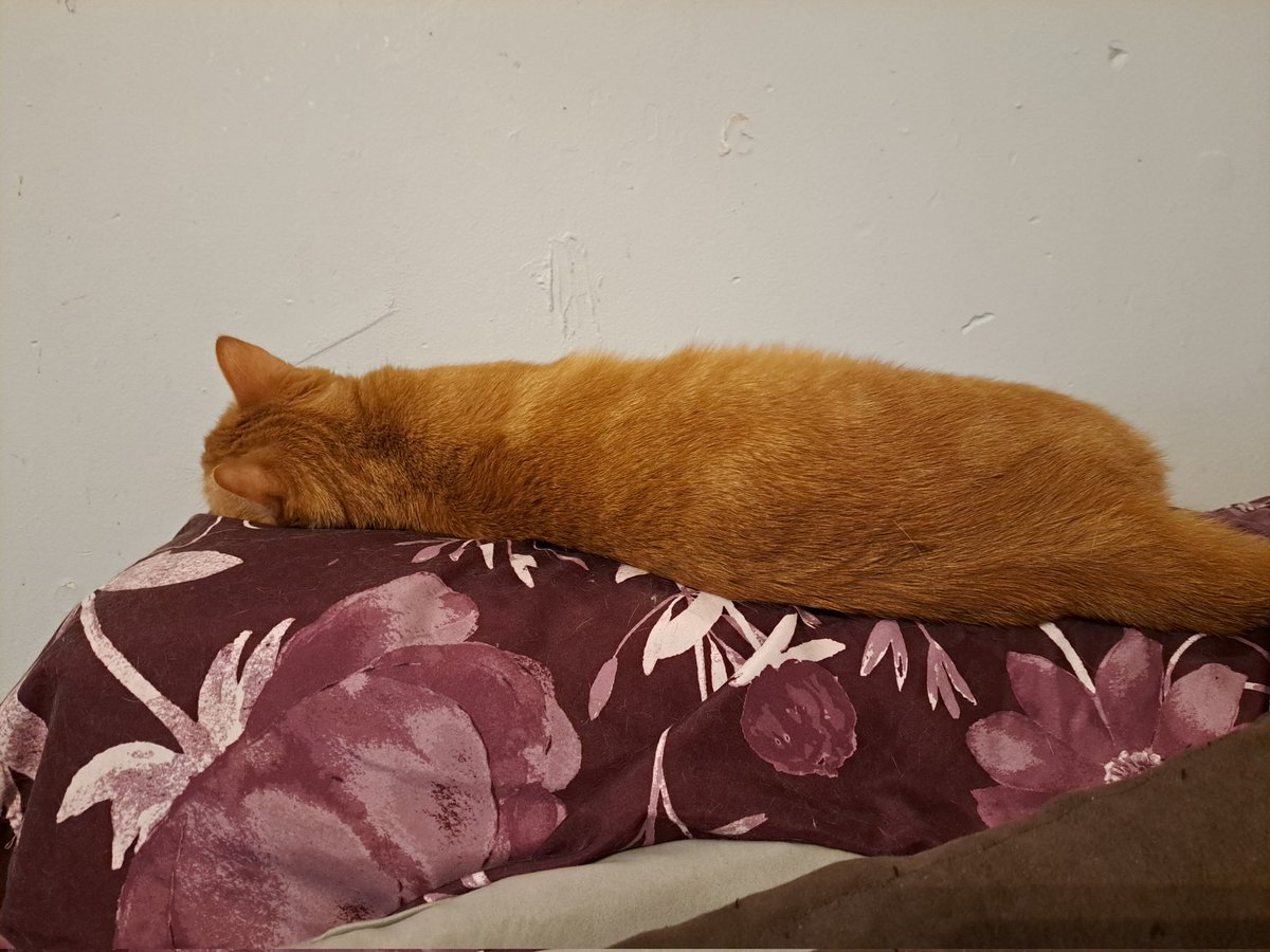 update: did not gets the curry.