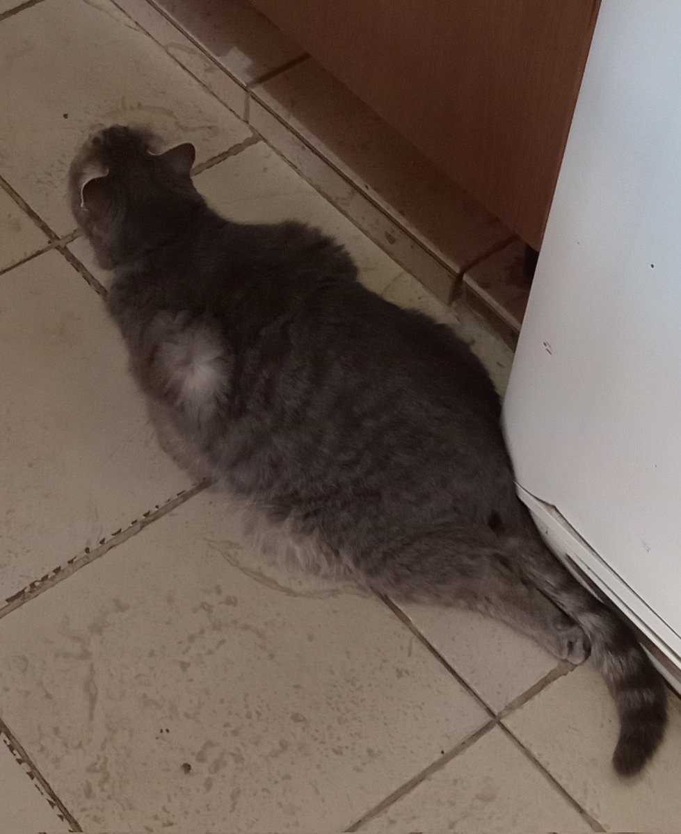 hola gente yo no haría esto si no fuera de vital importancia, a mi gatito el jueves por la noche lo agarro un perro y le saco la cadera de lugar, hoy lo llevamos a hacerse una placa y el veterinario nos dijo que si o si necesita una operación, la cual ahora se me hace imposible+