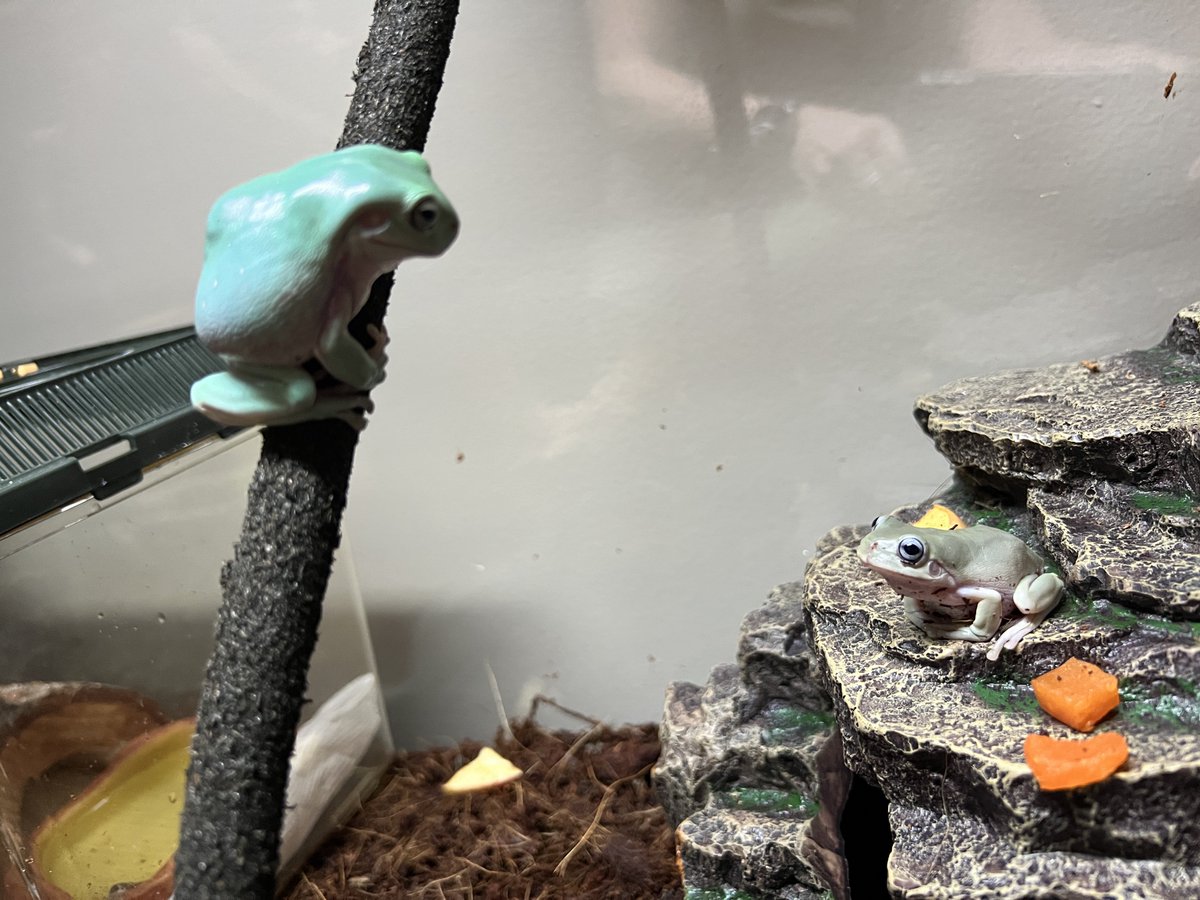 Tried an introduction. They each did their own thing and hunted some crickets for about 30 minutes when they locked eyes and Puddle Jumper tried to eat the little one so I had to separate them again.

What a way to spend my night! 😂