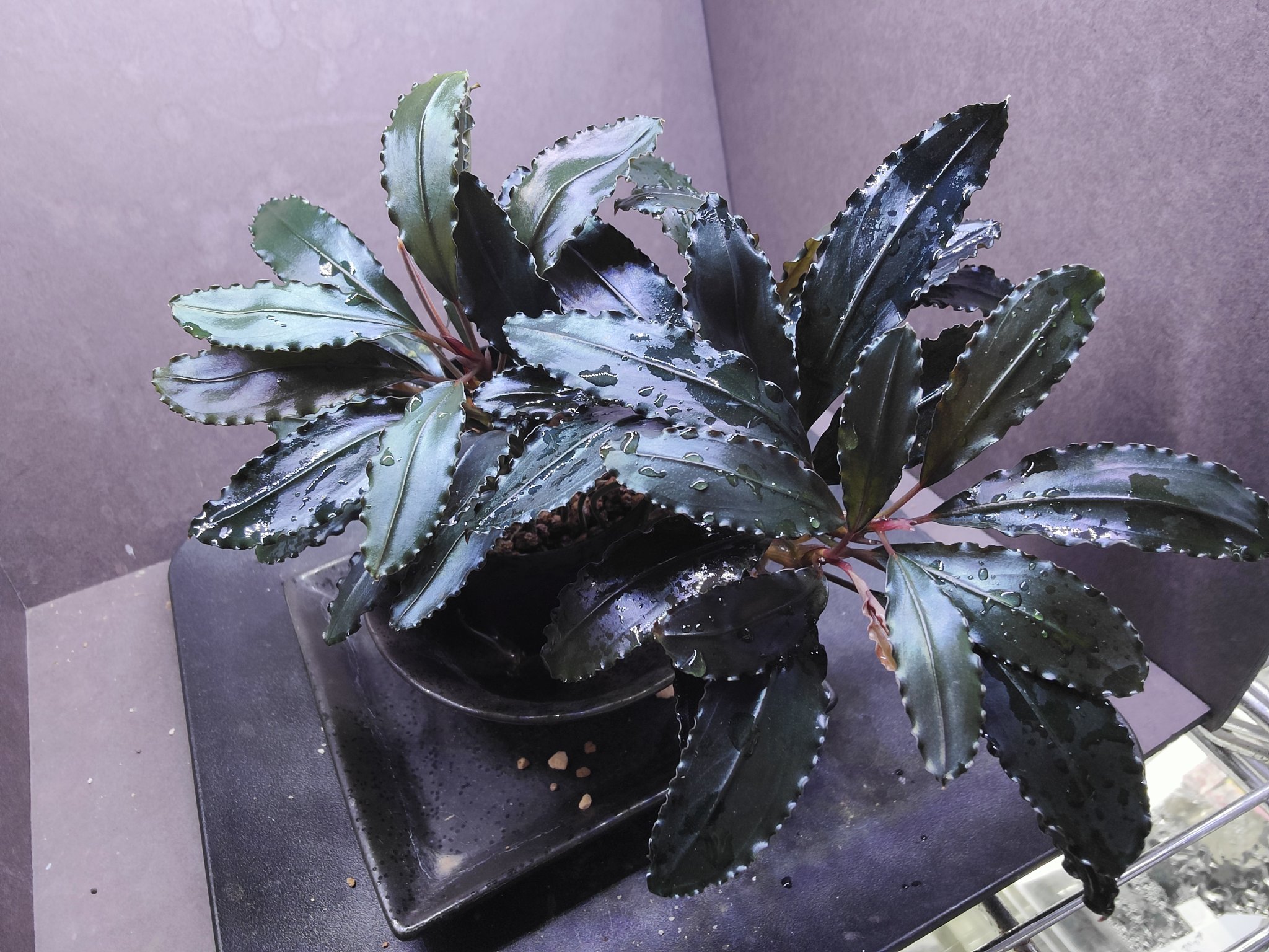 BUCEPHALANDRA for ヒューメリック キボーデコ on X: 