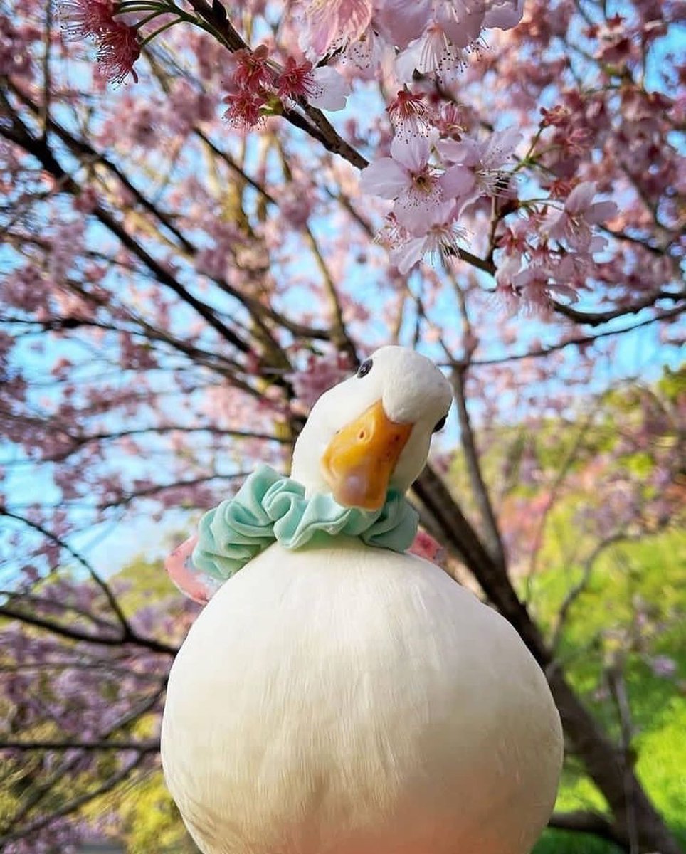 Ducks Make Me Happy tweet media