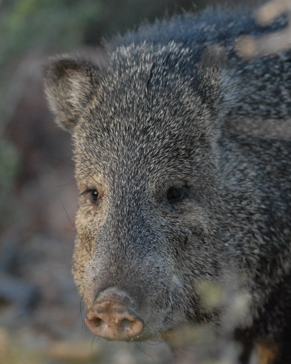 azgfd's tweet image. Stay ahead of the game this season! The 2025 Spring Draw is now open, so why wait? Apply today at bit.ly/4etP1IV

#SpringHunts #HuntAZ #AZGFD