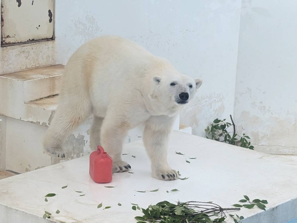 まったくちがう色ですが どちらも同じホッキョクグマ🐻‍❄️ (1枚目
