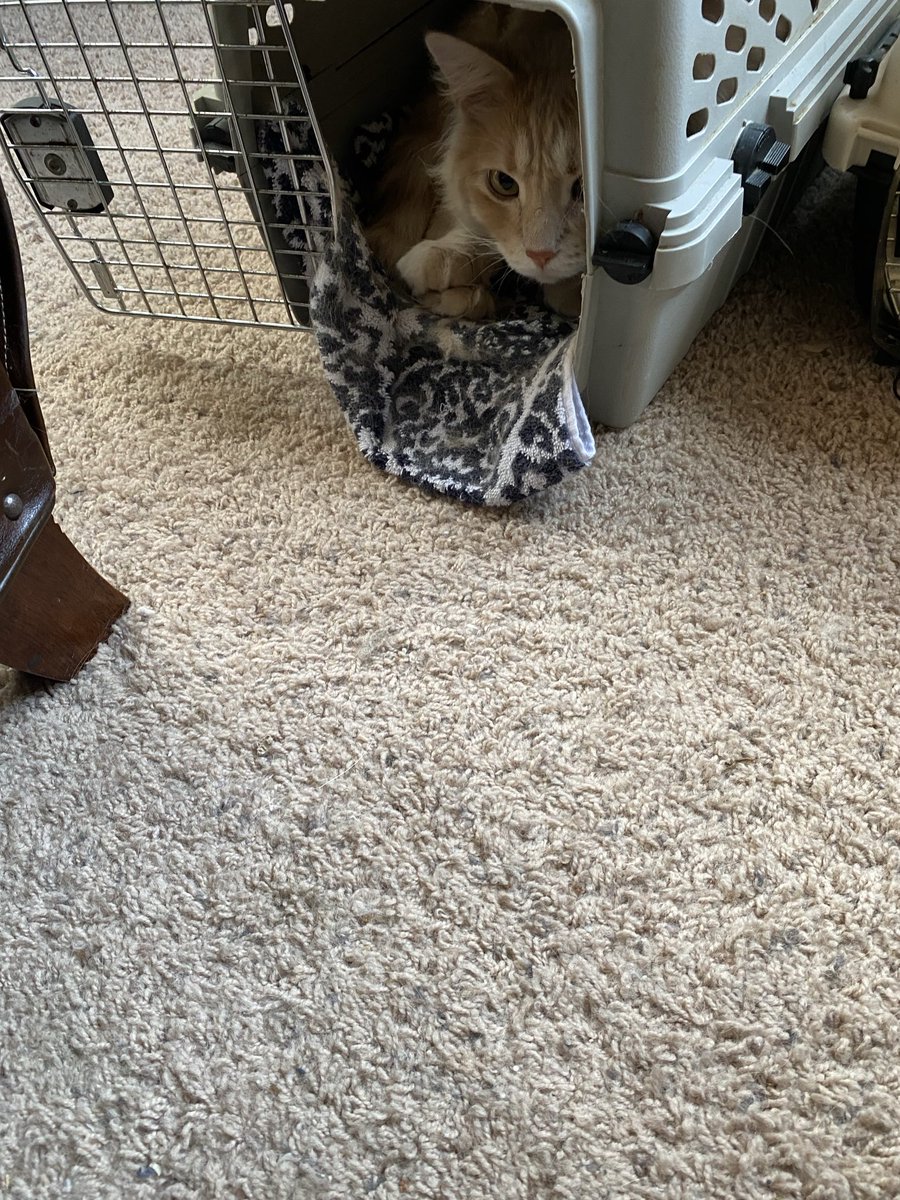 Binkie likes to relax inside his carrier.
