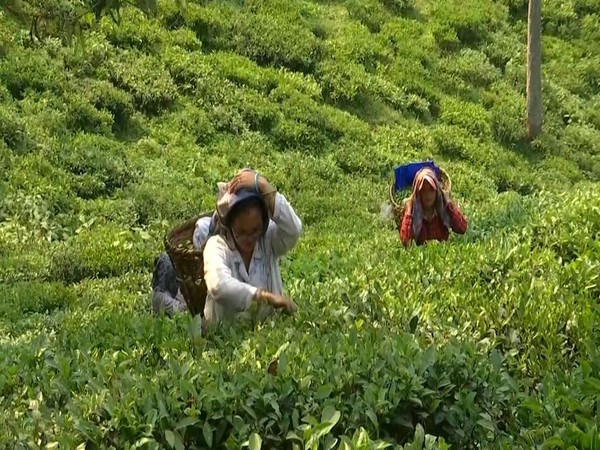 ani_digital's tweet photo. Tea prices may go up because of bad weather impact, Industry seeks fiscal incentives from Govt
Read @ANI Story | https://t.co/JEgjA4ZbXC
#Teaindustry #Teaprices https://t.co/jBG8OBAMgm