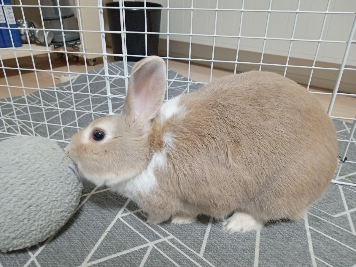 QbHQiZj29UiWuho's tweet image. 宇佐儀です。犬や猫が噛んでも断線しにくいＵＳＢケーブル、挑戦状を叩きつけてきたので、大晦日対決の予定です。#宇佐儀 #うさぎ #もさじ #もふもふ #もさ毛 #３歳 #犬 #猫 #噛んでも #断線しにくい #ＵＳＢケーブル #挑戦状 #叩きつけてきた #大晦日 #対決 #予定