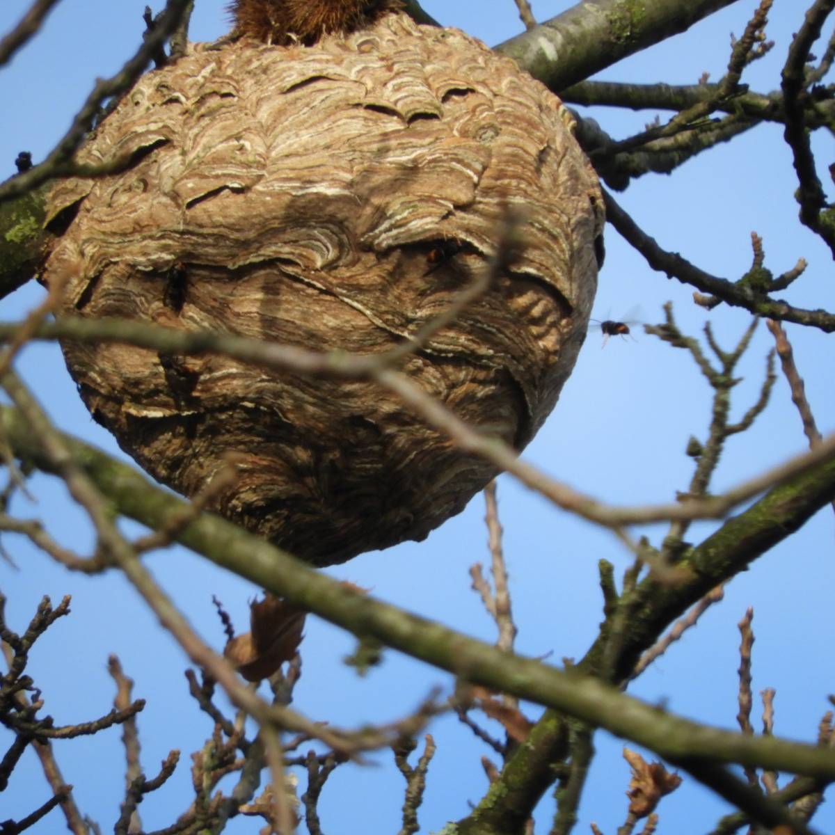 Stadt: Augen auf wegen Asiatischer Hornisse dlvr.it/TDKN80