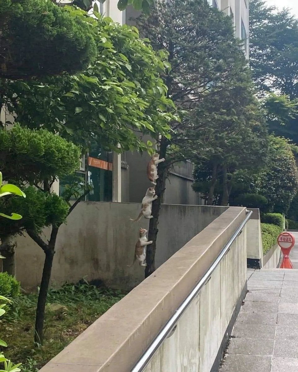 PunchingCat's tweet image. 