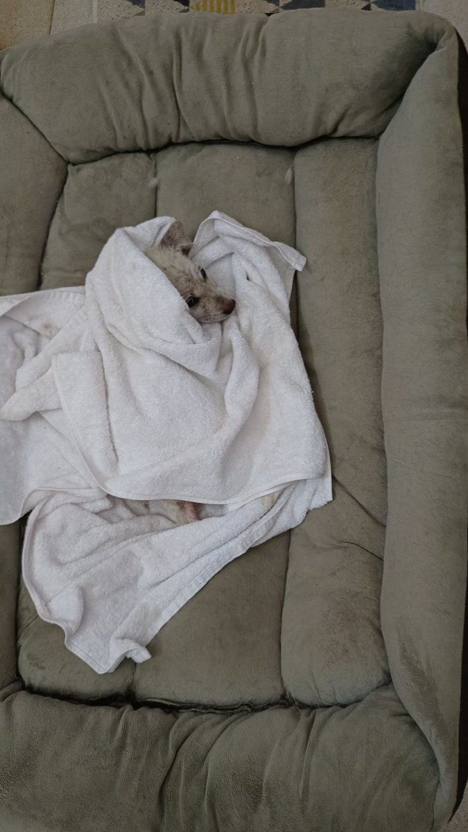 Lovina Animal Welfare tweet media