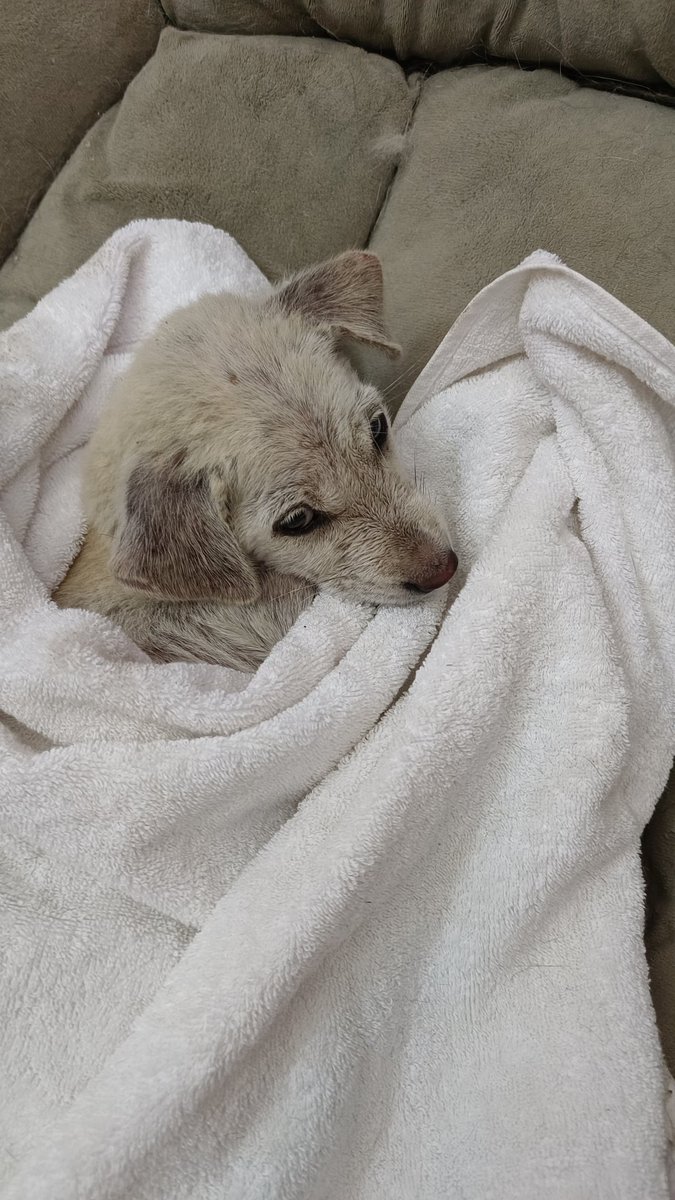 Turns out our Queenie is a boy, which I discovered whilst giving him a bath 😂 So now Queenie is called Smudge 😁😍
He's just on his way to the vet for a check over ❤🐾🐶❤