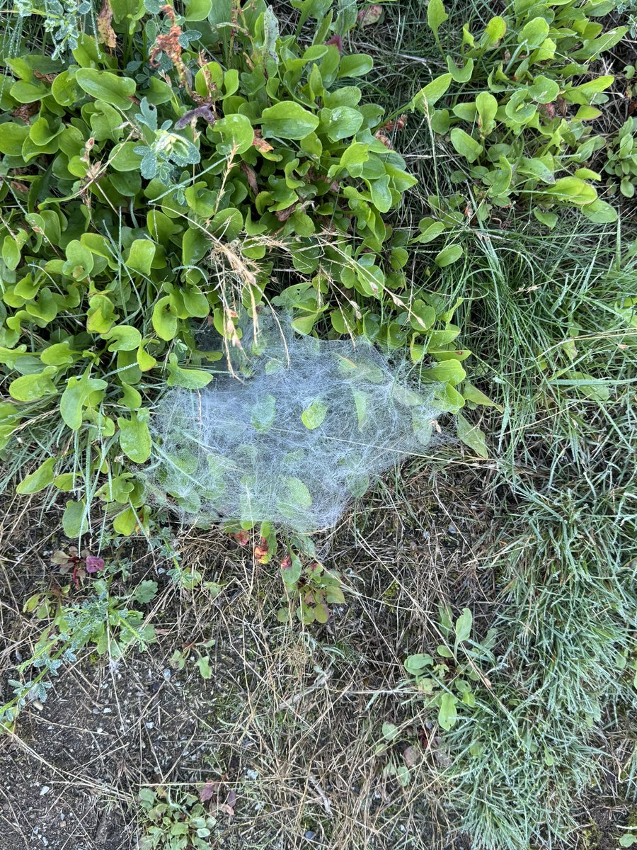 ਅੱਜ ਸਵੇਰ ਦੀ ਸੈਰ ਵੇਲੇ ਜਿੱਥੇ ਇਕ ਪਾਸੇ ਸਪਾਈਡਰਾਂ🕷ਦੇ ਸੋਹਣੇ ਸੋਹਣੇ ਜਾਲ🕸 ਬਣਾਏ ਹੋਏ ਦੇਖੇ, ਥੋੜੀ ਦੂਰ ਚੱਲਦੇ ਏਦਾਂ ਡੰਗ ਸਾਰਨ ਜੋਗੇ ਜਾਲ🕸️ਸੀ | ਏਦਾਂ ਲਗਿਆ ਪਹਿਲਾਂ ਸਪਾਈਡਰਾਂ ਦੇ ਪੋਸ਼ ਇਲਾਕੇ ਚ ਸੀ ਫੇਰ ਗਰੀਬ ਕਾਲੋਨੀ ਚਾਲੂ ਹੋ ਗਈ 🕷🕸🕷|