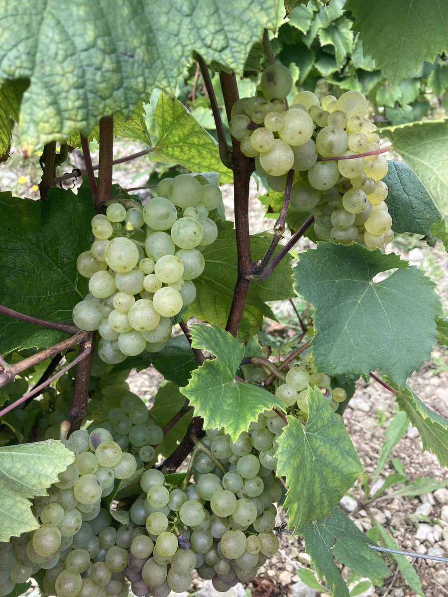BONNIN1402's tweet photo. Allez encore 8-10j @VinsdeBourgogne pour ce #Chardonnay #VaudeVey comme pour cet #Aligoté #Chitry
☀️ https://t.co/hcVZGGafjO