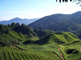 Jun_Himself's tweet photo. @ronaldobetter07 You should go to cameron highland for strawberry chocolate and its scenery. Other than that, you can go to Malacca to experience Malaysian's true culture and traditions https://t.co/nG6jBtFgVf