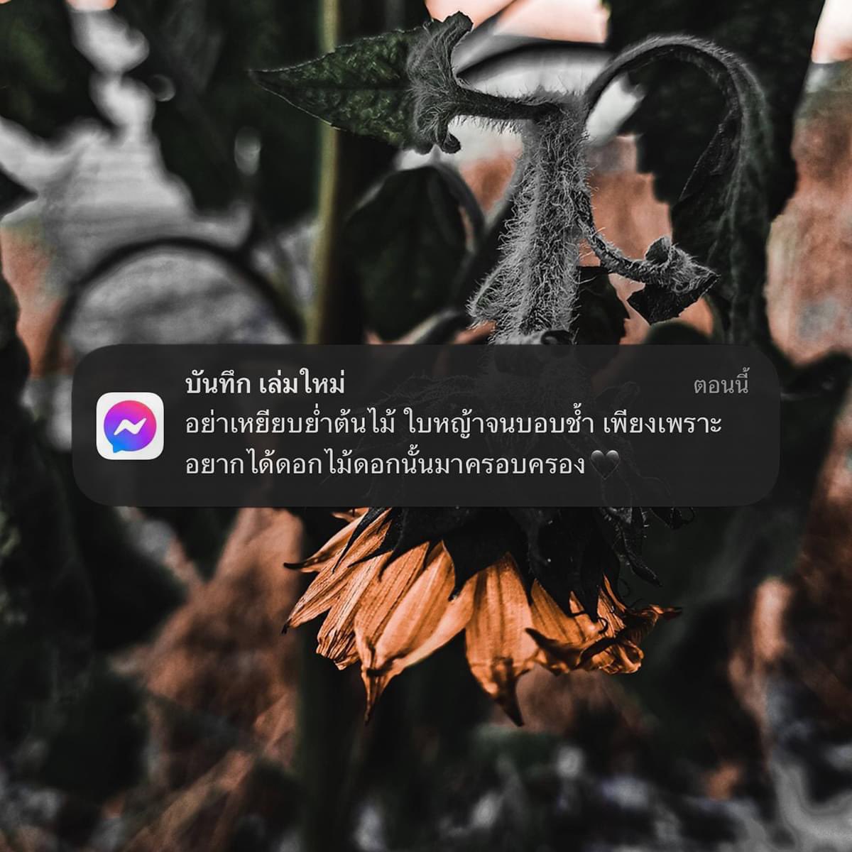 พรี่เข้ 🐊 tweet media